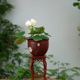 【如玉】周劲松微型碗莲小荷花种藕苗根茎不带花水生培植物非成品