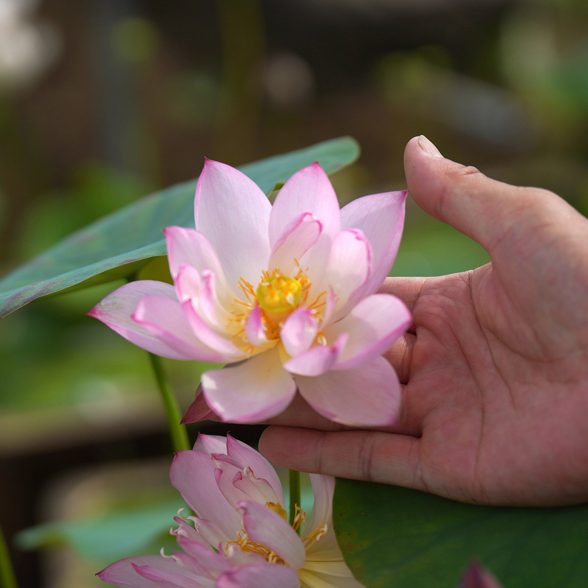 【粉玲珑&bull;若嫣】周劲松家直播永州观赏小微型盆栽碗莲荷花种藕苗