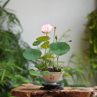 周劲松【纤•倾绝】小铃玲荷花品种展一等奖小微型迷你碗莲藕小苗