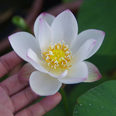 周劲松小微型碗莲荷花种藕根茎苗