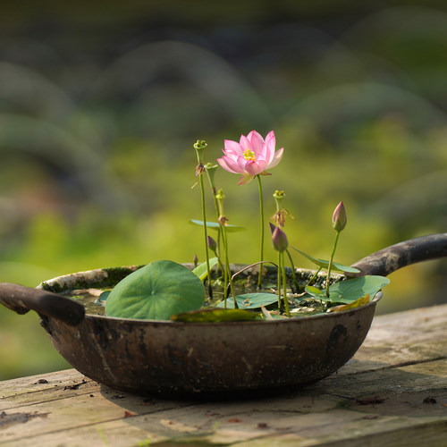 周劲松小微型碗莲荷花种藕根茎苗
