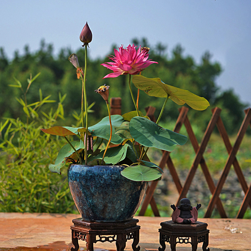 【辉煌&bull;霓翎】周劲松庭院阳台花卉水生植物非四季碗莲种藕根块苗