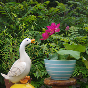 周劲松【紫仙•惊鸿】家庭窗阳露台小型碗莲荷花水生培植物种藕苗