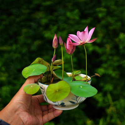 2026新品【浮香】周劲松小型盆栽露阳台家庭种植碗莲荷花种藕根苗