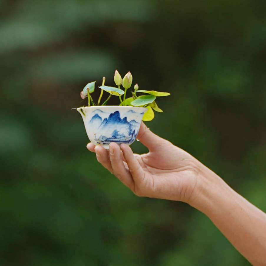 【纤&bull;沁玉】周劲松微型荷花微莲碗莲种藕苗净化空气阳台裸根花卉