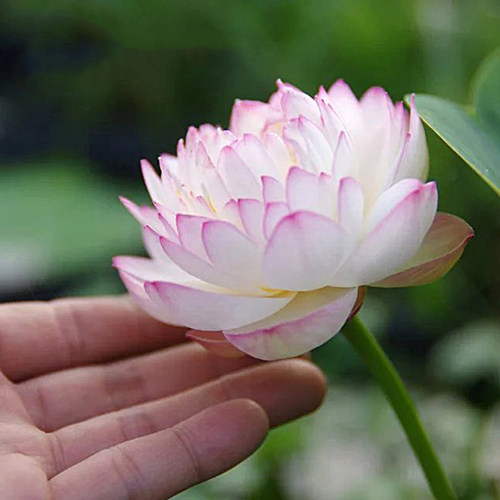 周劲松小微型碗莲荷花种藕根茎苗