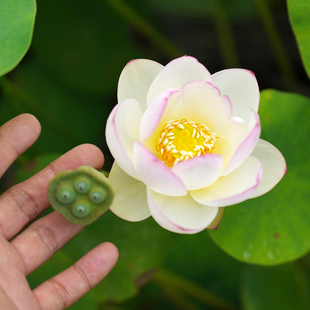 【白衣·点染】周劲松小微盆栽观赏碗莲荷花种藕根茎非成品苗根块