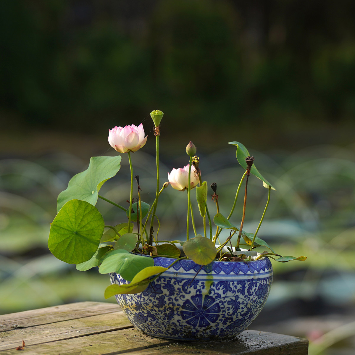 【蕊珠】周劲松家养楼顶庭院阳台小微型迷你非四季碗莲荷花种藕苗