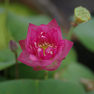 【红太阳】周劲松小微型盆栽家庭种植阳台碗莲荷花种藕根茎苗