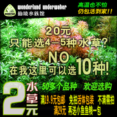 包邮 仙境水族鱼缸草缸造景装 饰沉木套餐基肥蕨类 懒人真活有茎水草