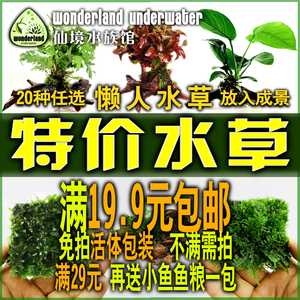 仙境水族鱼缸草缸水草造景装饰沉木基肥蕨类懒人真活特价水草包邮