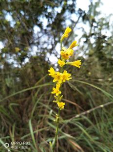 肉根还阳参 奶浆根 干货500克（纯野生）炖鸡炖排骨泡水泡酒 包邮