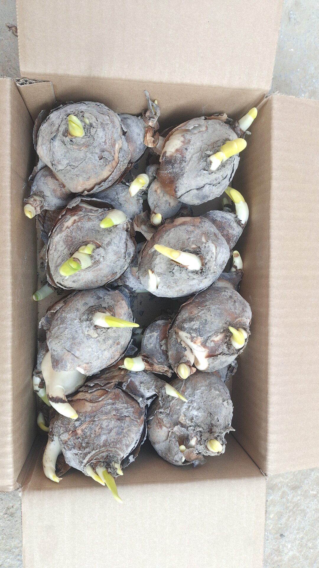 漳州水仙花种球秋冬季水仙花种球
