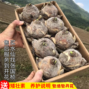 漳州水仙花种球冬季国产花种水培花客厅盆栽阳台室内好养花卉包邮