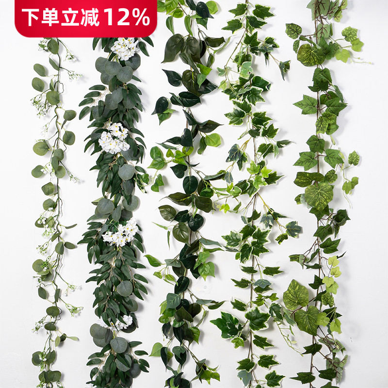 绿萝爬山虎尤加利森系绿植藤条图片