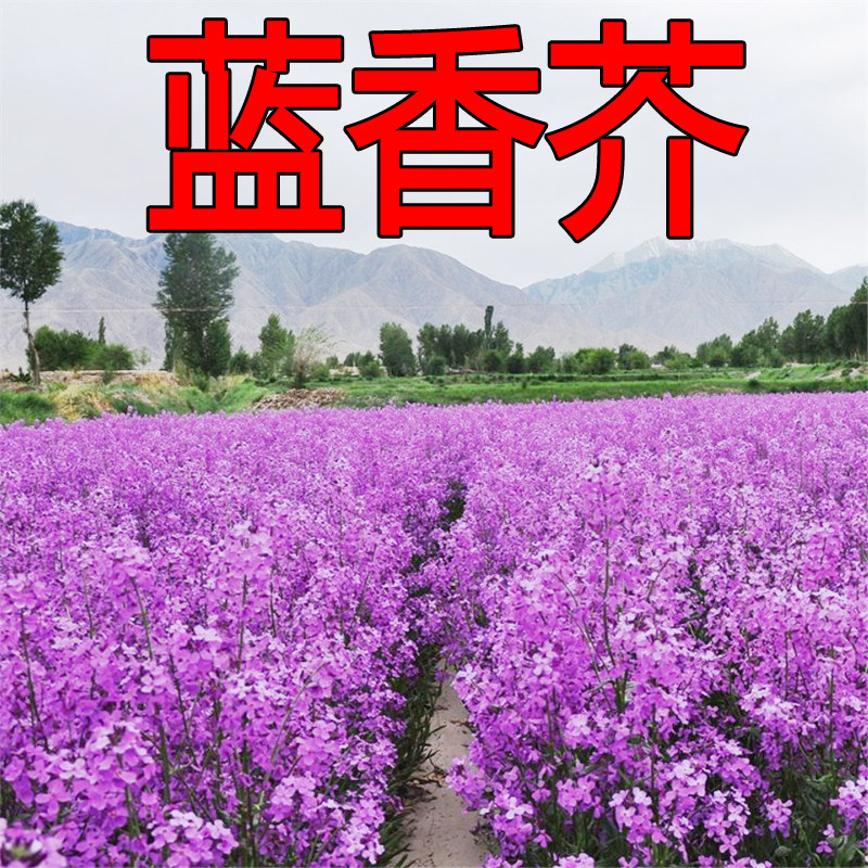 蓝香芥种子四季种易活开花不断多家庭园艺种子