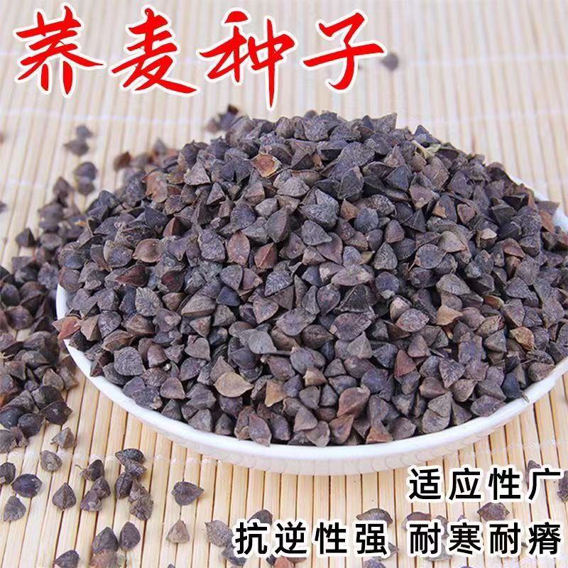 苦荞麦黑荞麦种子荞麦种子甜荞乌麦三角麦花荞荞子