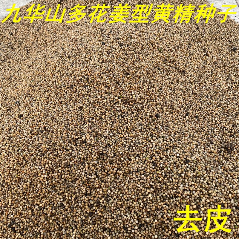 现采九华山多花姜型黄精种子老虎姜形种籽500g甜黄精种植苗去皮净图片