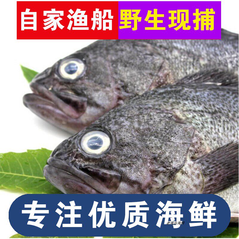 大连海鲜海钓海岛黑石斑新鲜黑头鱼深海鱼新鲜黑鱼黑裙鱼鲜活海鲜