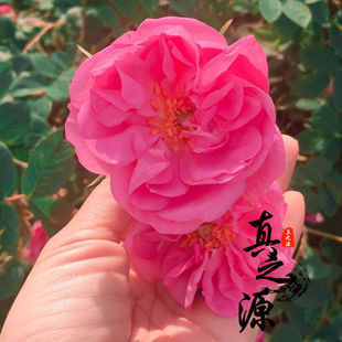 新鲜腌制大马士革玫瑰团购大马士革玫瑰鲜花可食用做纯露原料很香