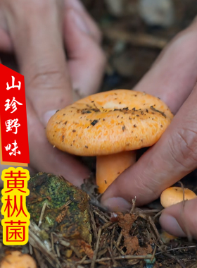 贵州菌子枞树菇新鲜枞树菌黄枞菌野生黄蘑菇谷熟菌枞树菌重阳菌
