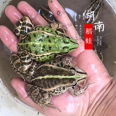 稻田散养殖活体青蛙肉新鲜田鸡鲜活冷冻保鲜黑斑蛙非牛蛙烧烤食材