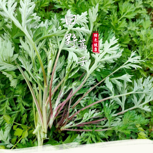 湖南野生天然新鲜蒿子菜艾草叶蒿子粑粑饼青团蒿菜社饭现采500克