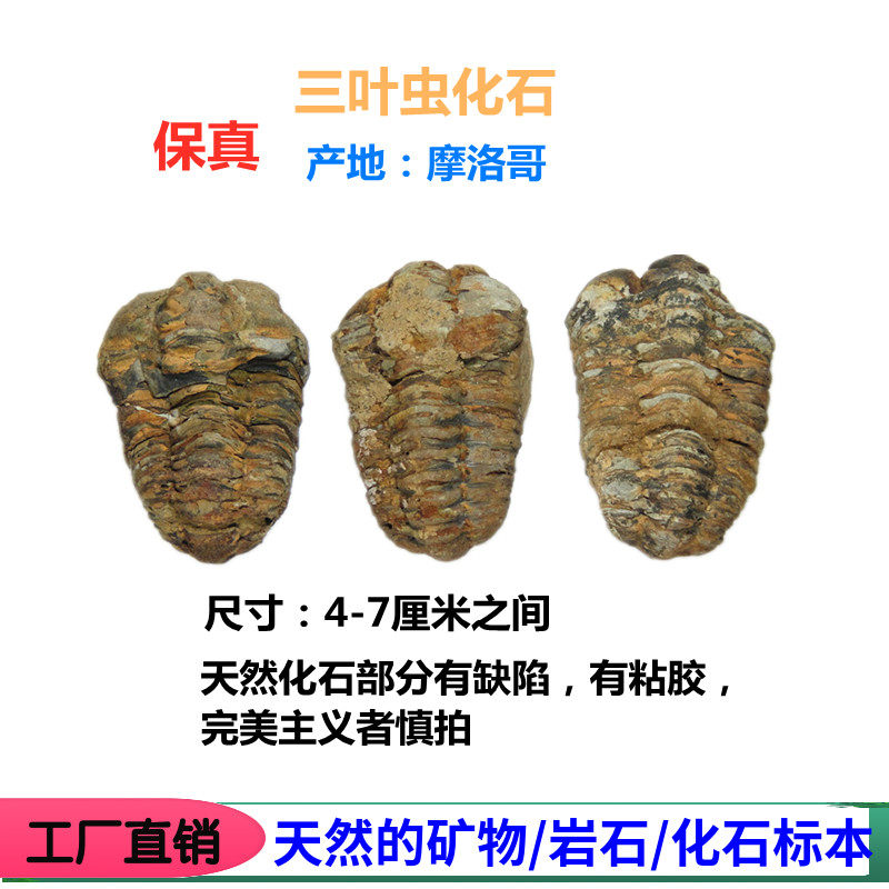 斑彩螺狼鳍鱼昆虫摆件化石标本图片