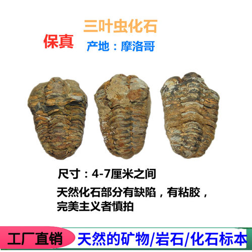 斑彩螺狼鳍鱼昆虫摆件化石标本