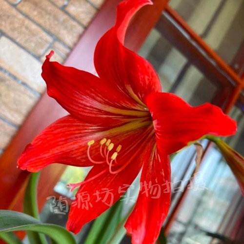 土朱米克斯国产朱顶红种球单瓣盆栽花卉绿化好养四季室内外阳台