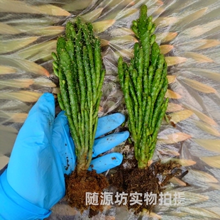招财手姬珊瑚树多肉摇钱树仙人掌科植物净化空气植盆栽绿植防辐射