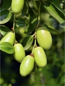 「拾璟年」黄金荷荷巴油 霍霍巴油补水护发冷压初榨基础油