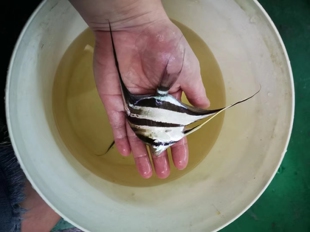 热带南美埃及神仙鱼全品定水圣菲利佩阿塔巴布劈头翘嘴天线大长腿