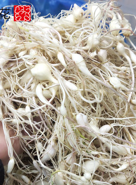 做小蒜泡菜食材现挖现发新鲜山蒜