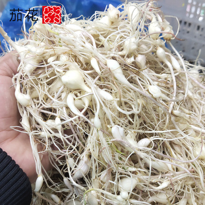 做小蒜泡菜食材现挖现发新鲜山蒜