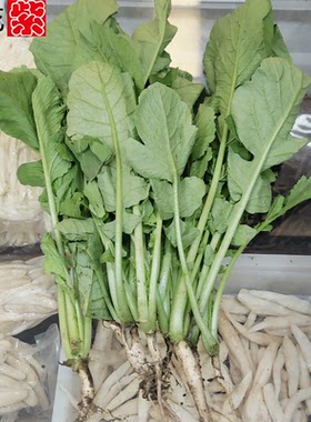 新鲜萝卜菜常年供货优惠