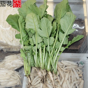 新鲜萝卜菜小白萝卜缨萝卜叶苗韩式泡菜五行汤食材基地规模化种植