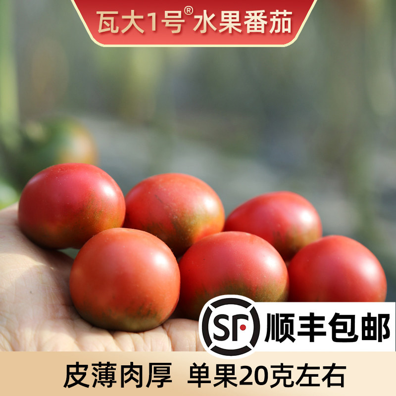 精选小小果瓦大1号鲜食水果番茄孕妇宝宝辅食水果西红柿爆浆3斤装