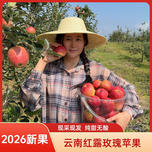 2026新果云南早熟红露玫瑰小苹果