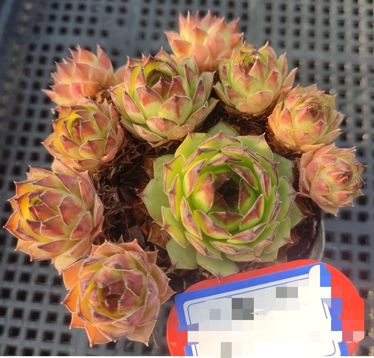 观音莲长生草耐寒易爆盆出状态多多肉植物