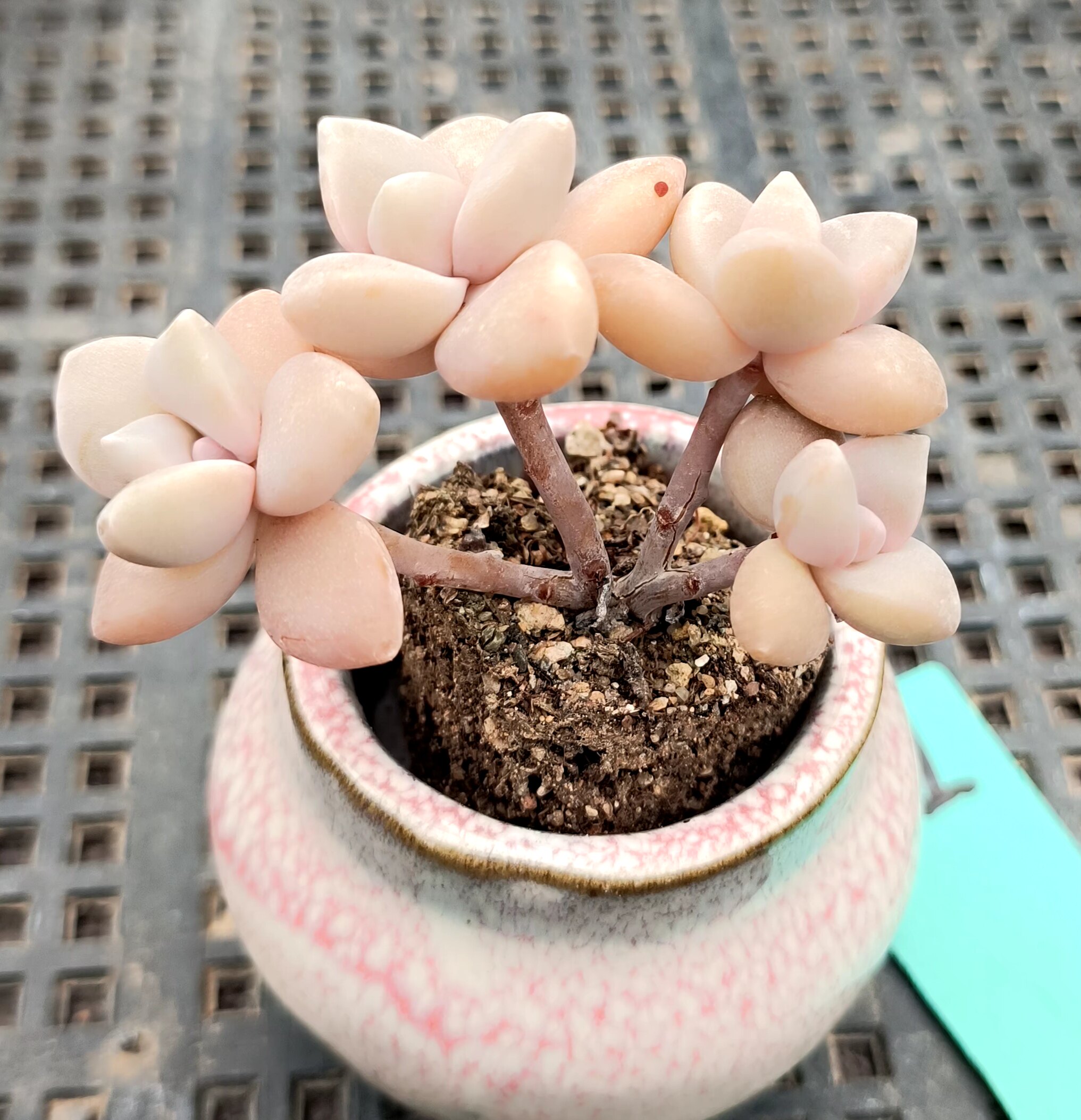 美杏锦退锦 杏美人多肉植物一物一拍手指盆办公室内窗台桌面摆件