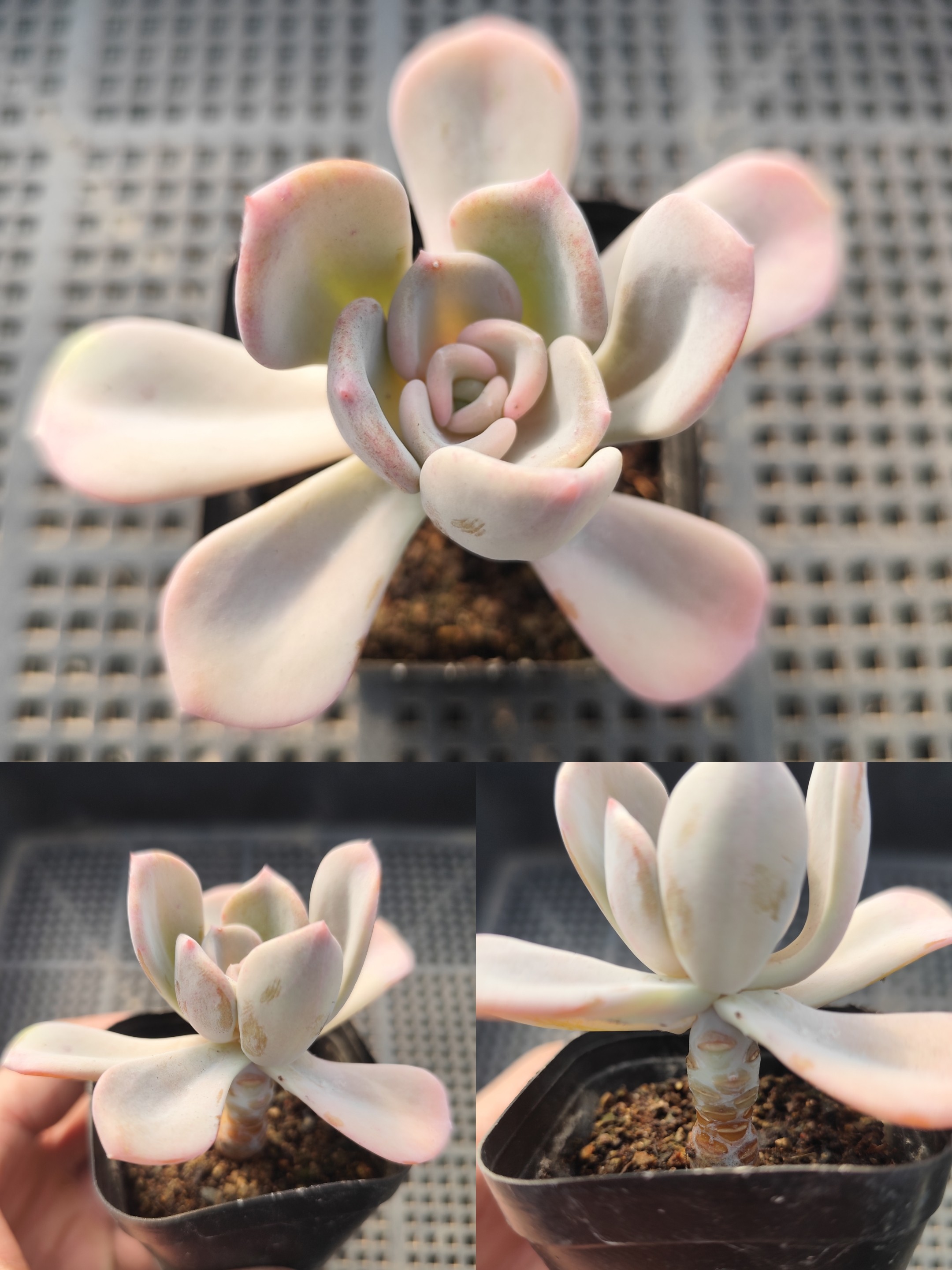 美尻芒果美人柠檬王子丝绸面纱雪域蓝巴黎狐苹果多肉植物一物一拍