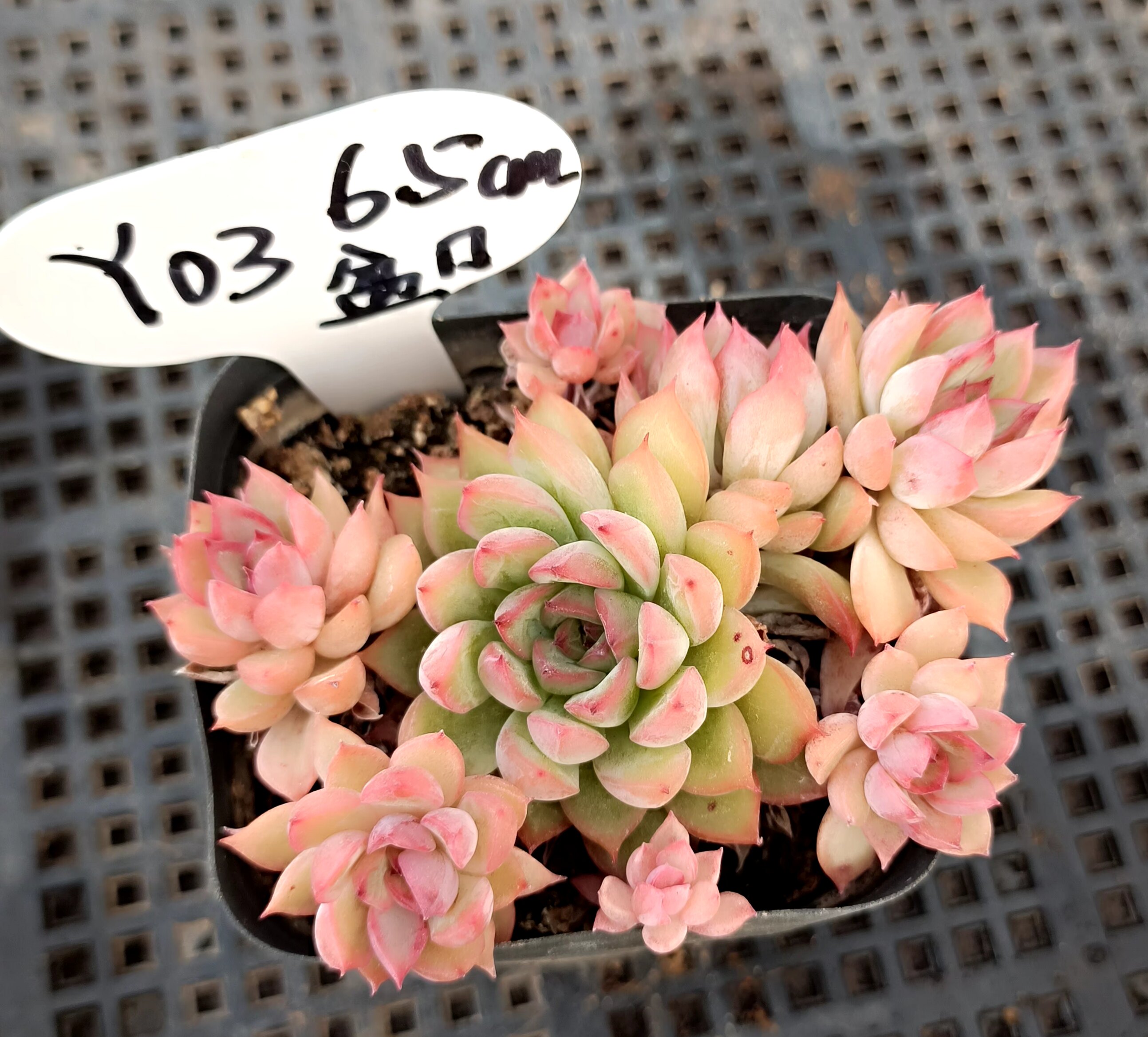 女雏Echeveria 'Mebina'多头群生老桩多肉植物一物一拍所见即所得