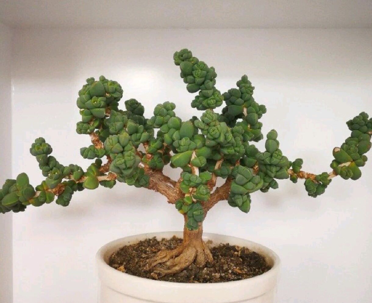 鹿角海棠提根盆景栽控养木质化造型老桩多肉植物一物一拍绿植花卉