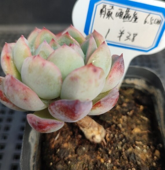 勇敢雨燕座控养母本群生老桩多肉植物一物一拍办公室内阳台小绿植