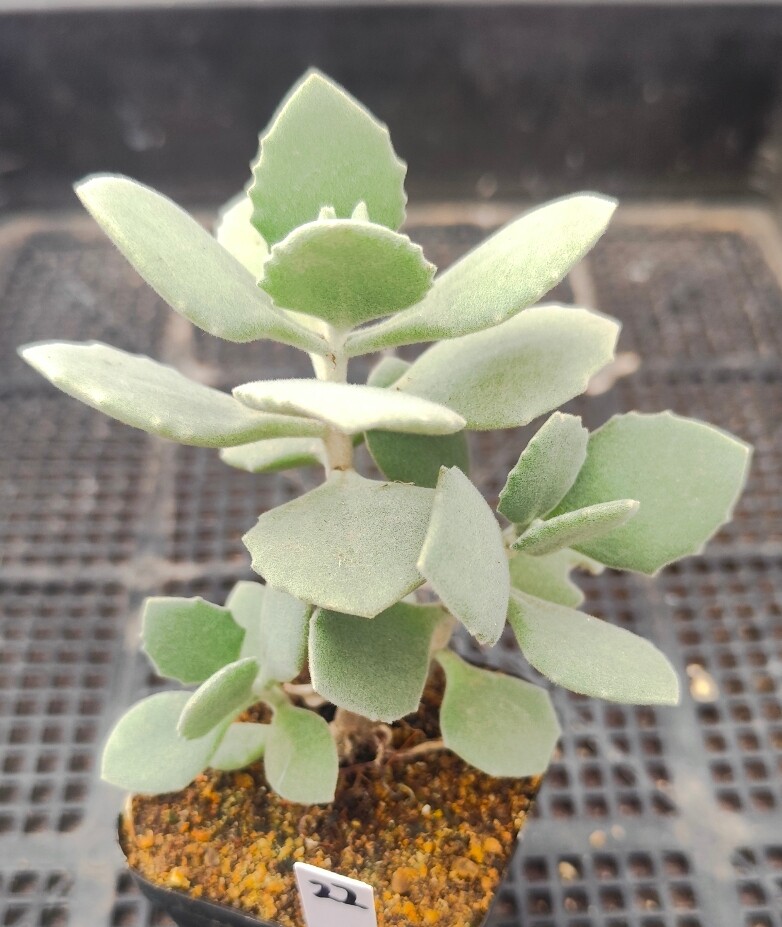 千兔耳毛茸茸兔耳系列多肉植物一物一拍绿植盆栽花卉新手懒人好养
