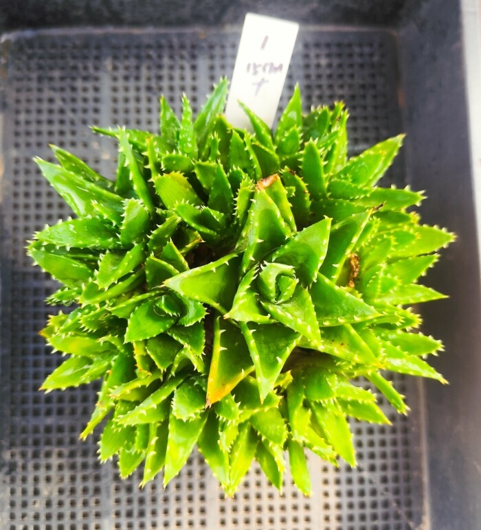 不夜城芦荟多年控养霸气大老桩多肉植物一物一拍十二卷属室内阴养