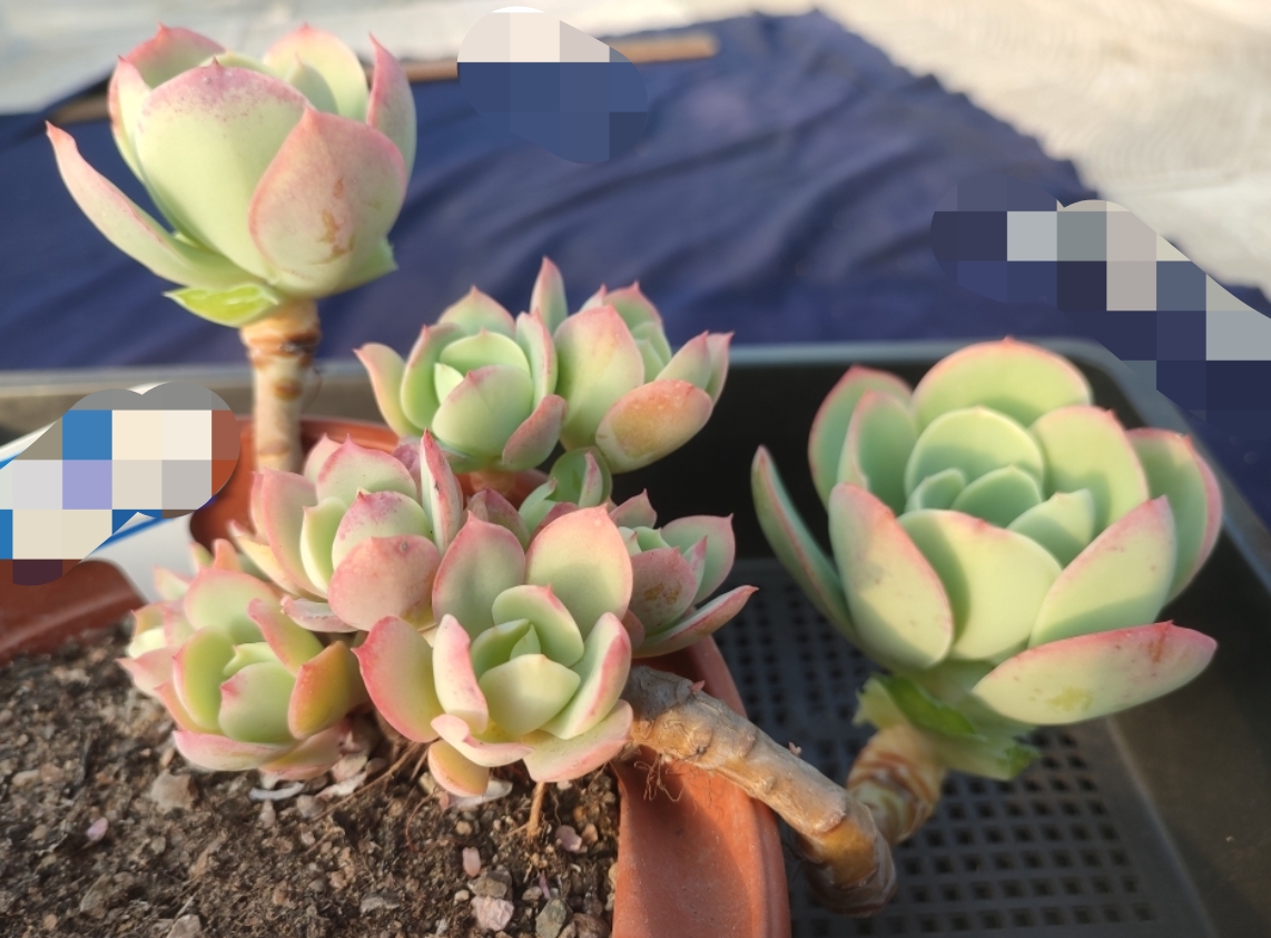 骑兵柠檬卷正版精控木质化悬崖飘枝老桩多肉绿植物一物一拍盆栽花