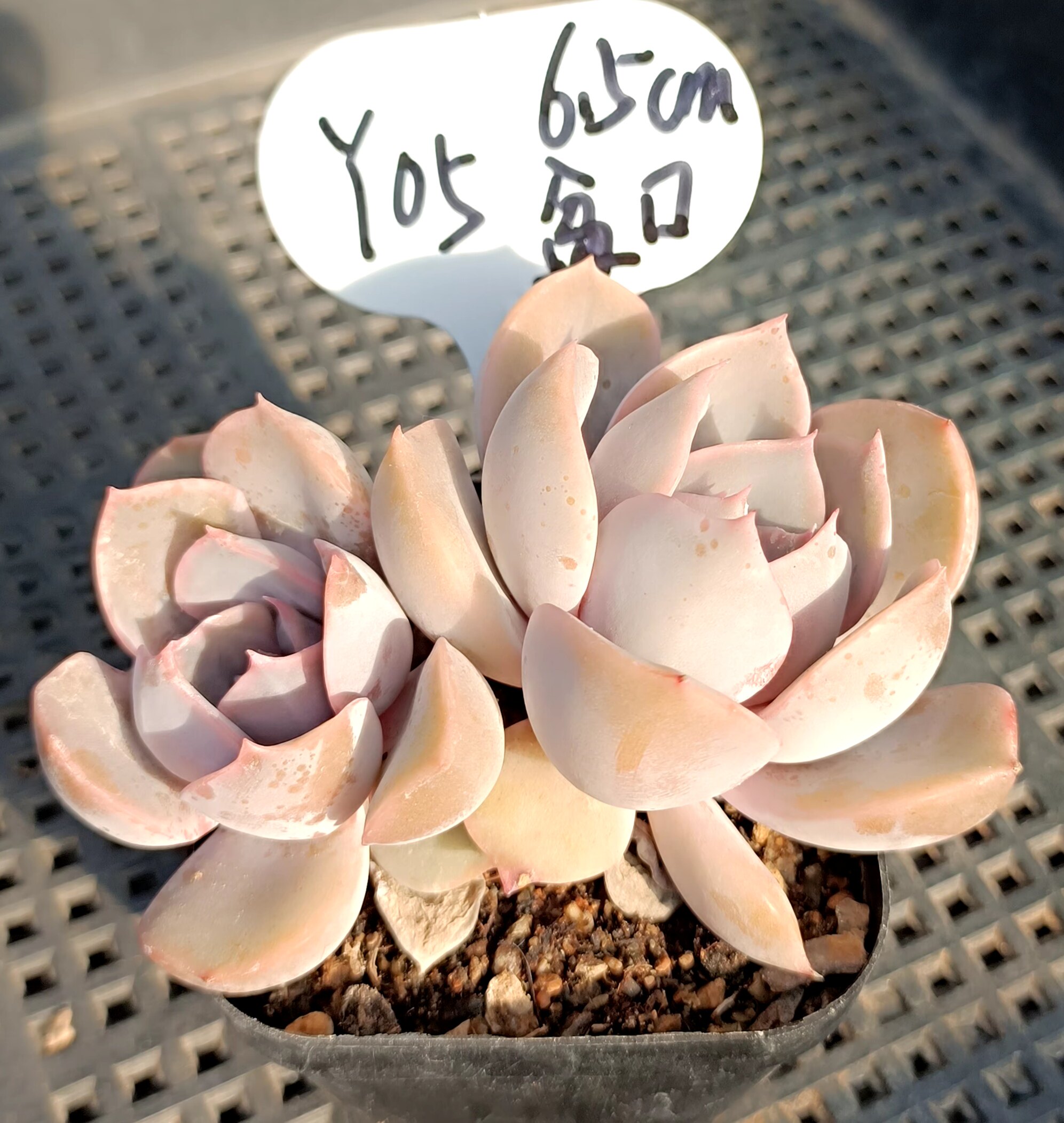 菲欧娜精控景天科进口老桩夏季也红多肉植物一物一拍新鲜带根发货
