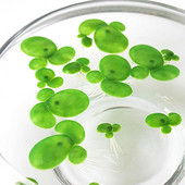 仿真浮萍水藻 新款 假水草 水族箱装 饰品 鱼缸装 饰绿色浮萍水草